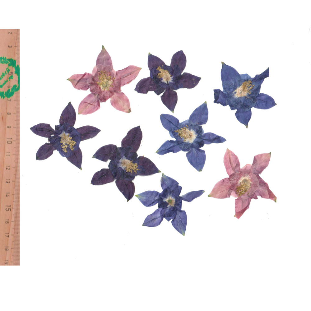 Плоские сухоцветы - Аквилегия микс для заливки смолой и рукоделия, 8 шт  #1