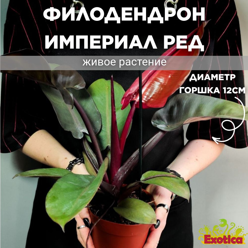 Филодендрон Империал Ред (Philodendron Imperial Red) D12см #1