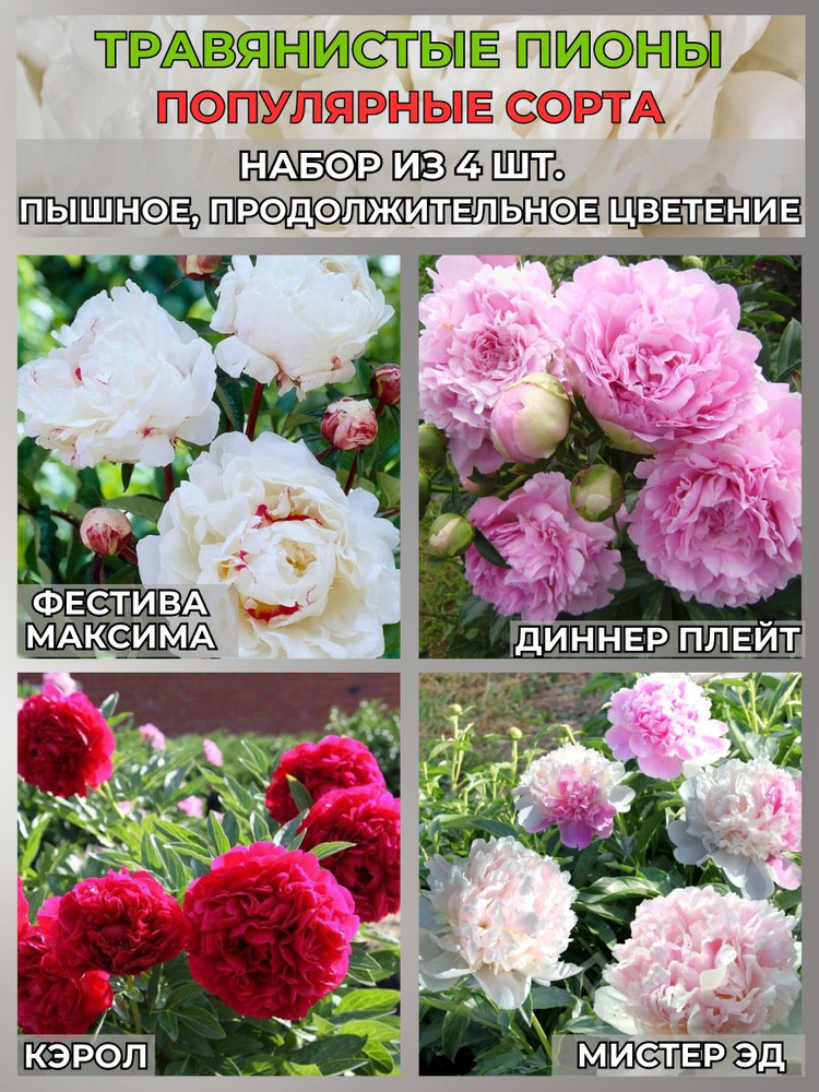 Magic Blooming Garden Луковицы,0.35кг #1