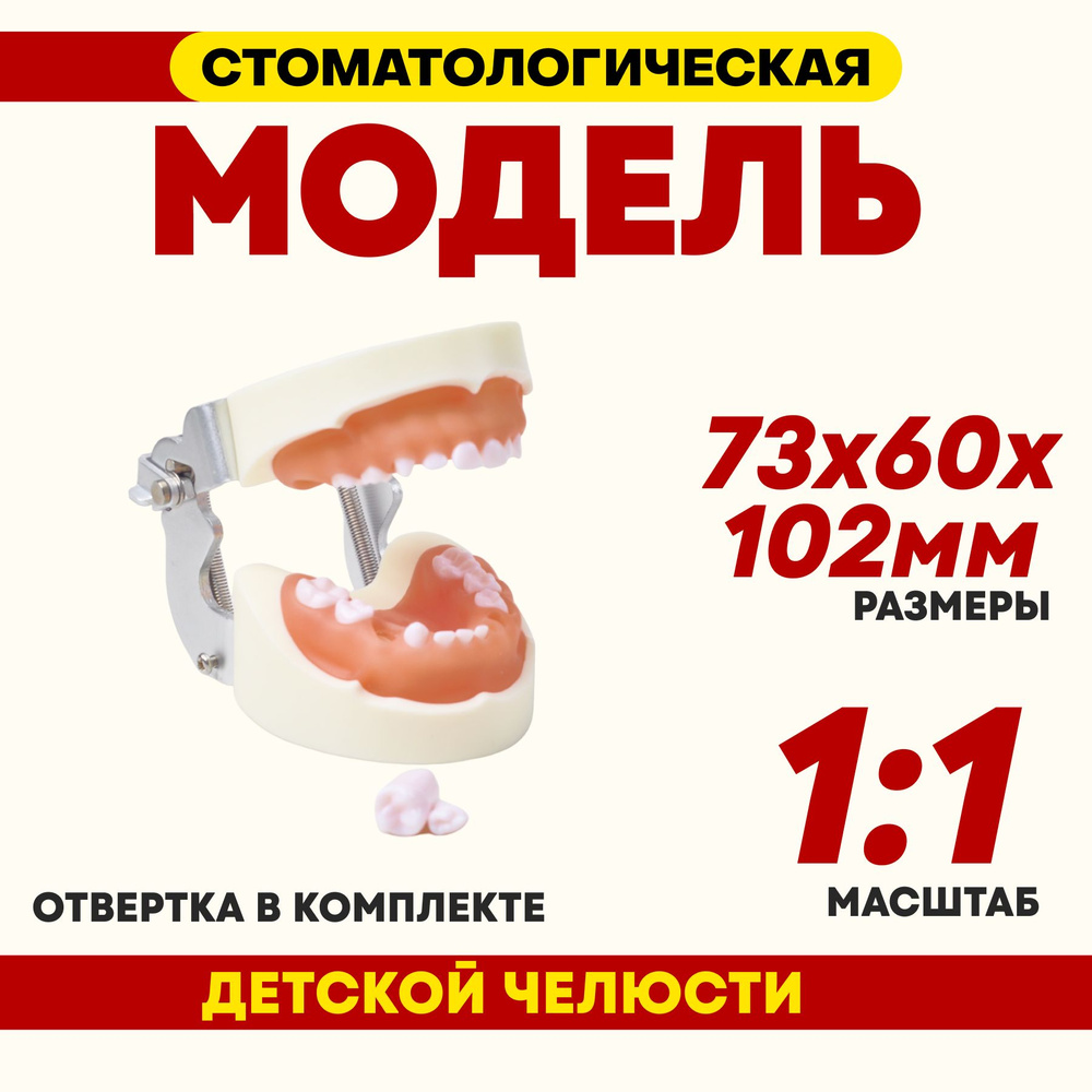 Стоматологическая модель челюсти детская(24 зуба)+отвертка  #1