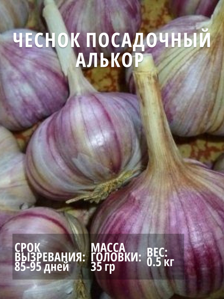 Чеснок Алькор посадочный озимый 0.5 кг #1