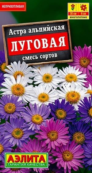 АСТРА АЛЬПИЙСКАЯ ЛУГОВАЯ. Семена. Вес 0,1 гр. Многолетняя  #1