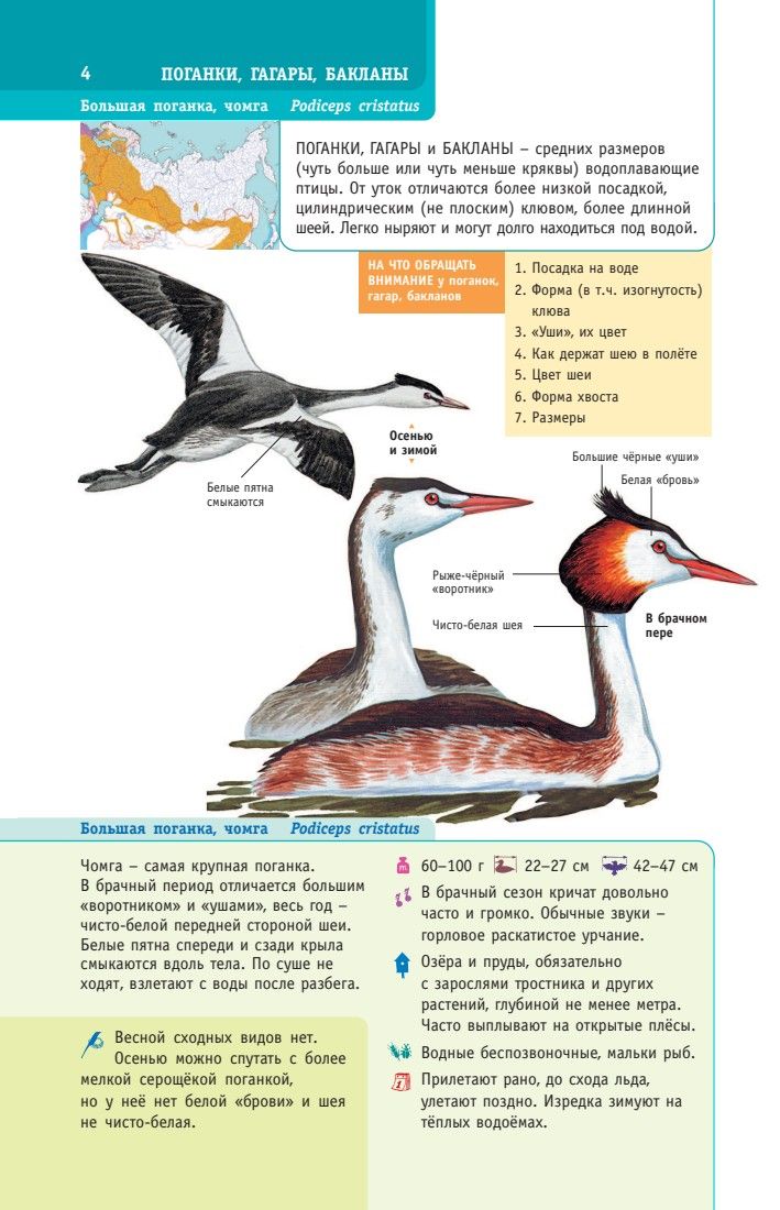 Птицы России | Birds of Russia - Ozon image 5
