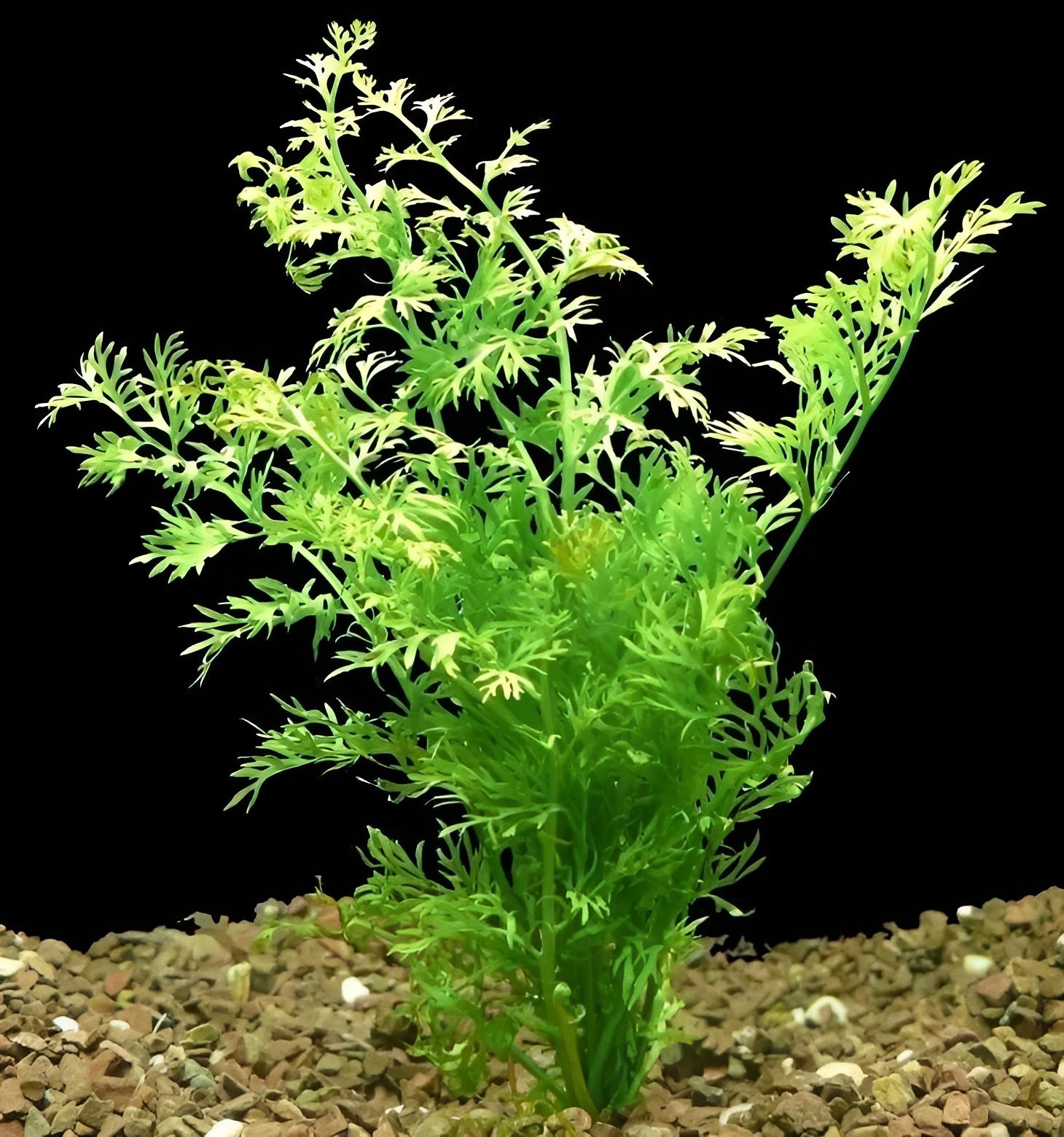 Индийскийпапоротник.1ветка.Живоеаквариумноерастение