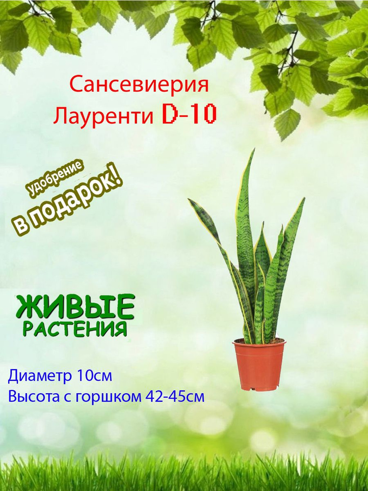 Комнатные растения, цвет Сансевиерия Лауренти (Щучий хвост) D-10, 10 см, 1 шт  #1