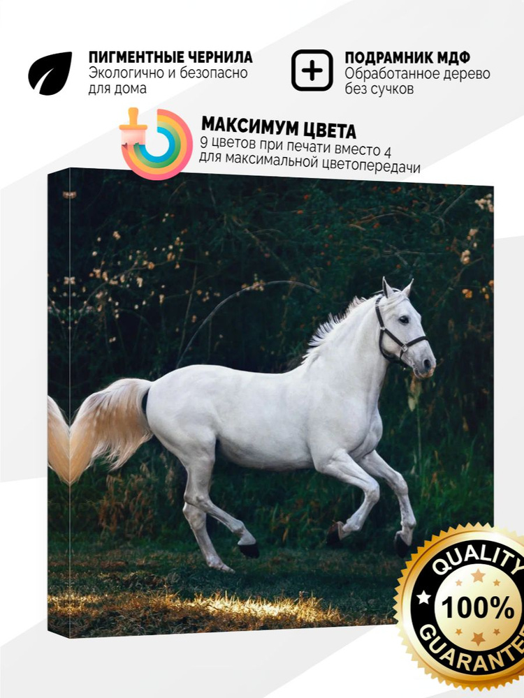 Картина на холсте 40x40 Белый конь #1