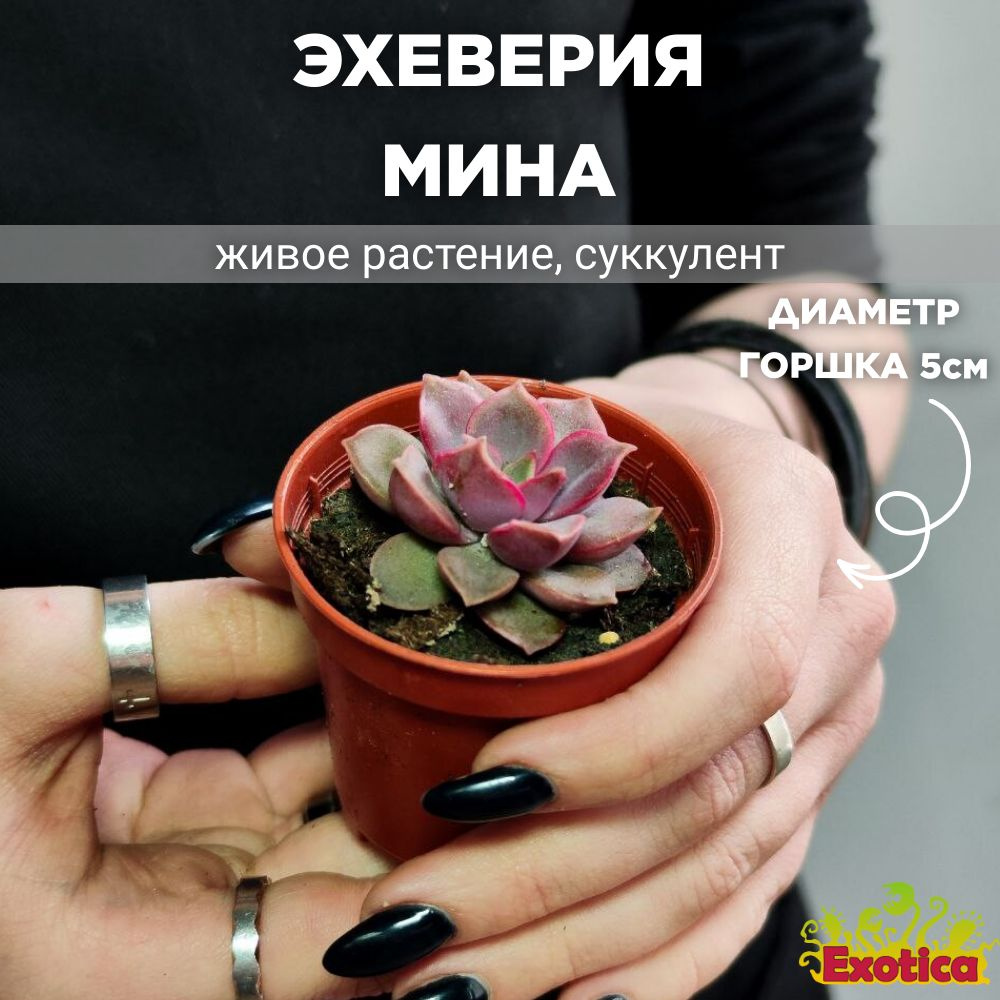 Эхеверия Мина (Echeveria Mina) D5см #1