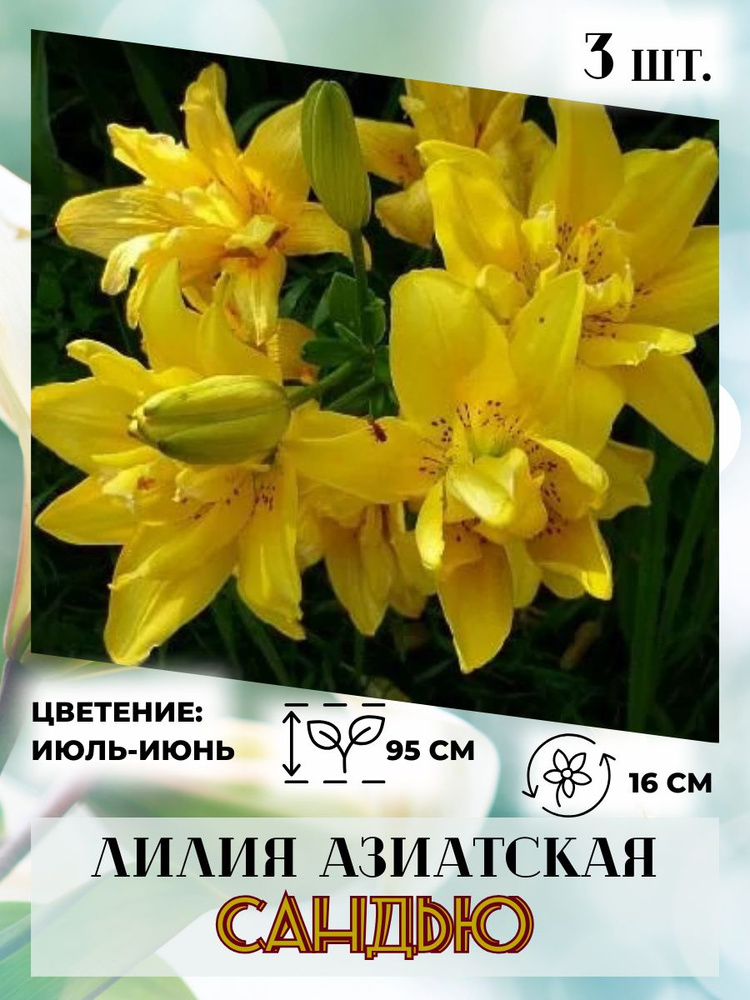 Лилия азиатская, луковицы 3 шт., многолетние цветы #1