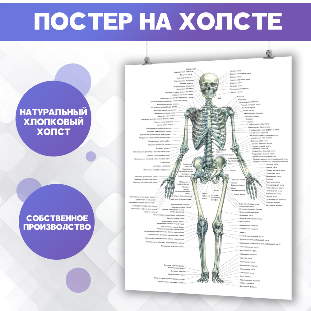 Постер на холсте - анатомия, скелет, строение человека, кости, медицина 60х80 см  #1