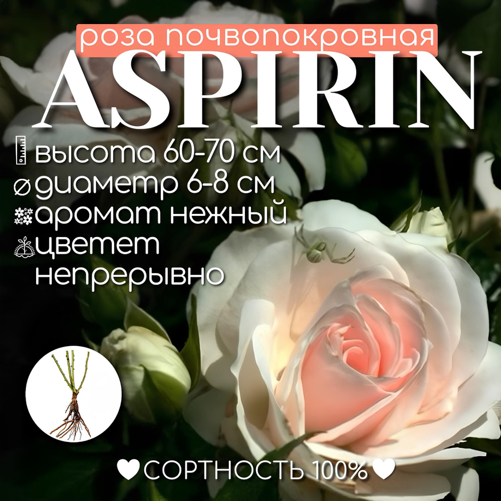 Саженец розы почвопокровная, Аспирин #1