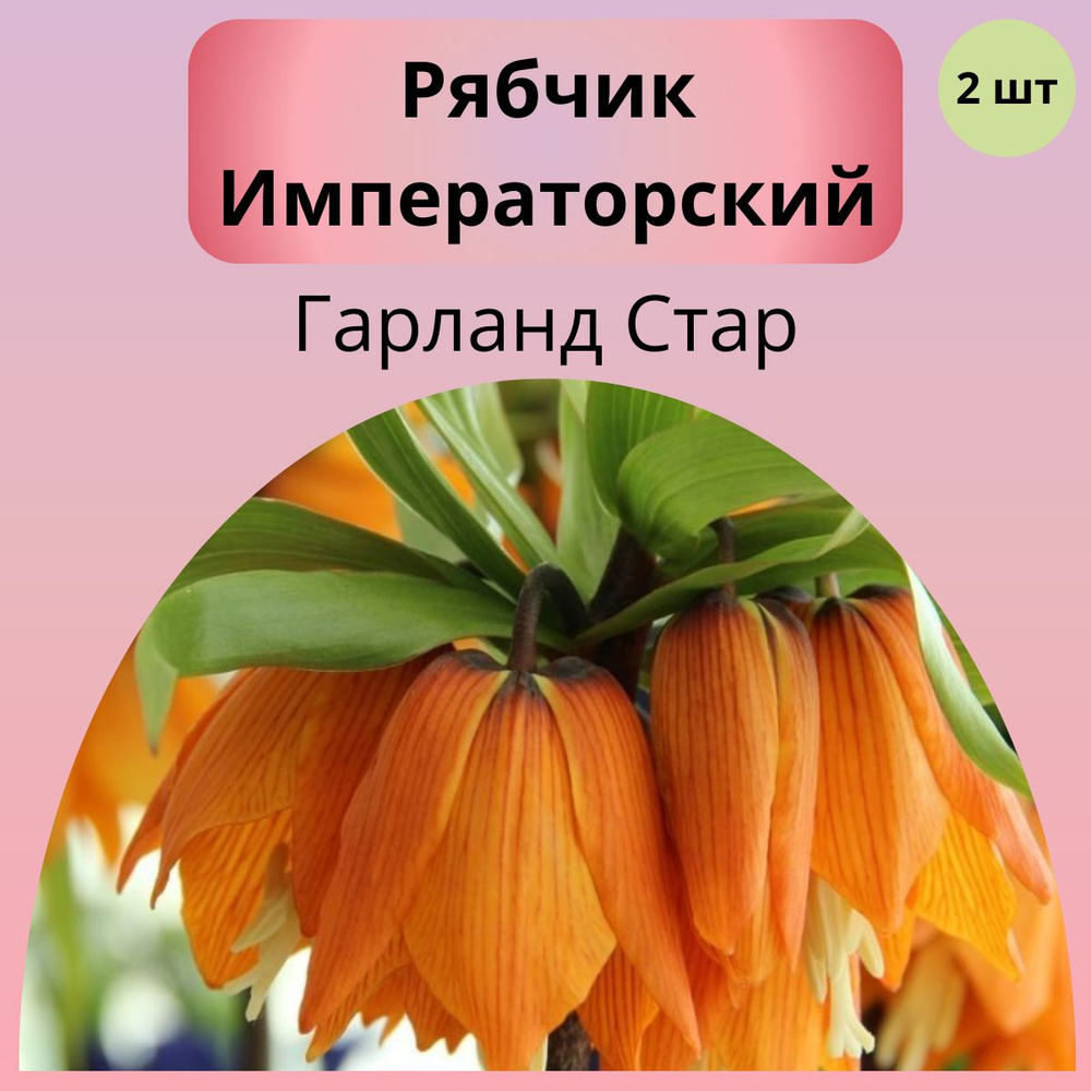 Рябчик луковицы, многолетние цветы 2шт #1