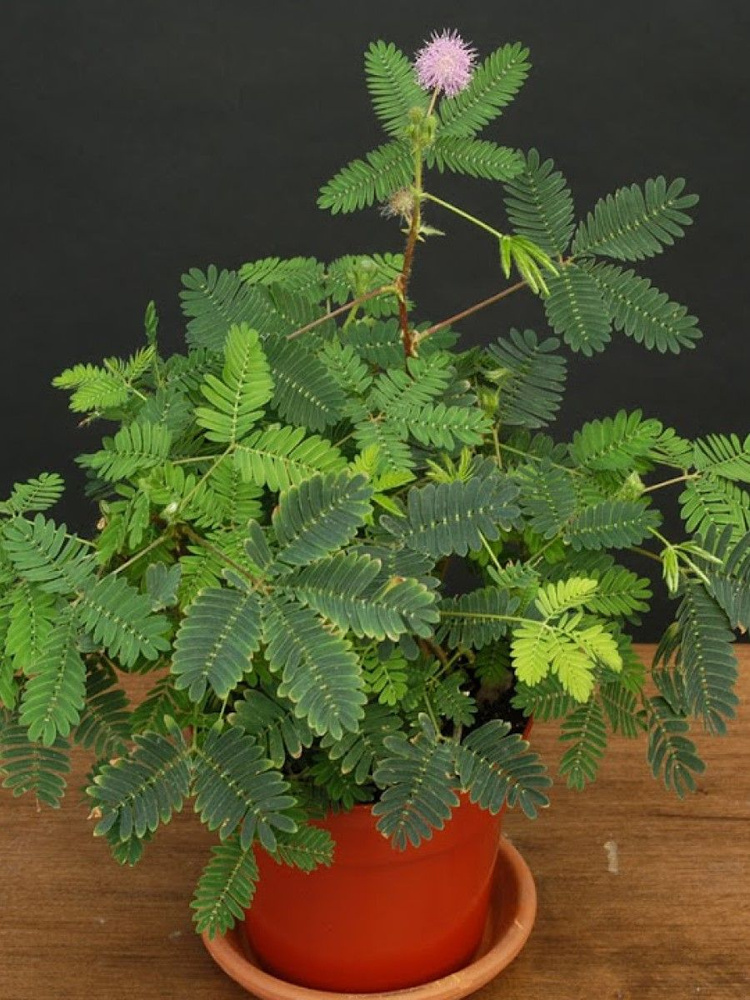 Семена комнатная Мимоза стыдливая (Mimosa pudica), 20 штук #1