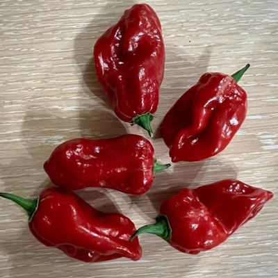 Семена Острый перец Habanero Red Хабанеро красный, 5 семян + подарок  #1