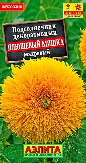 Подсолнечник махровый Плюшевый мишка #1