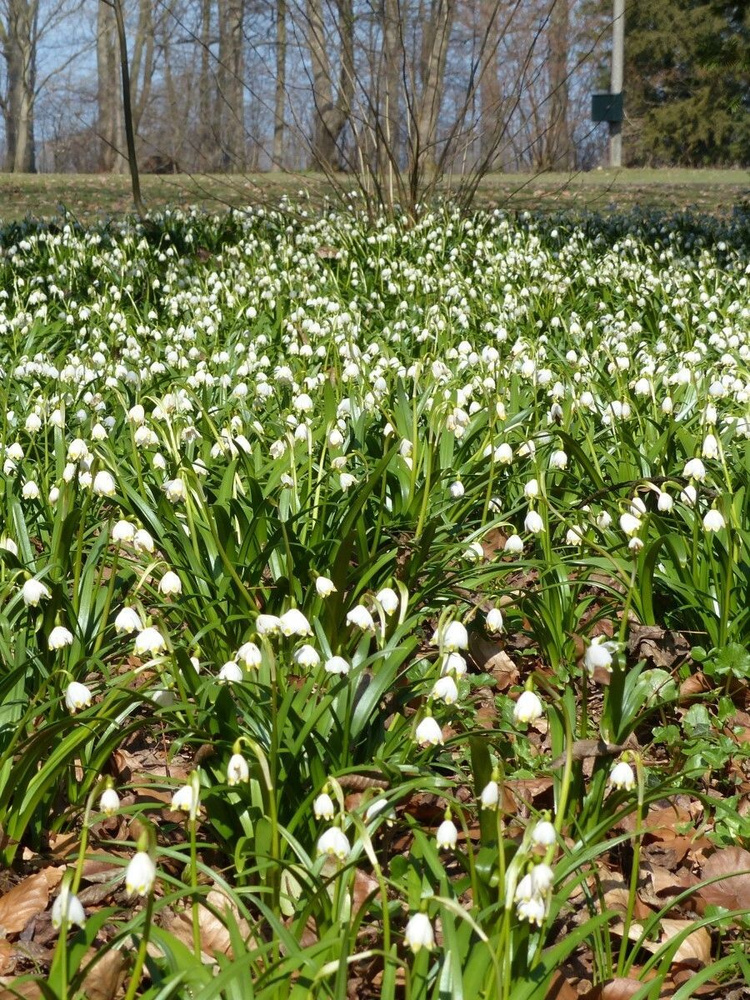 Семена Белоцветник весенний (Leucojum vernum), 5 штук #1