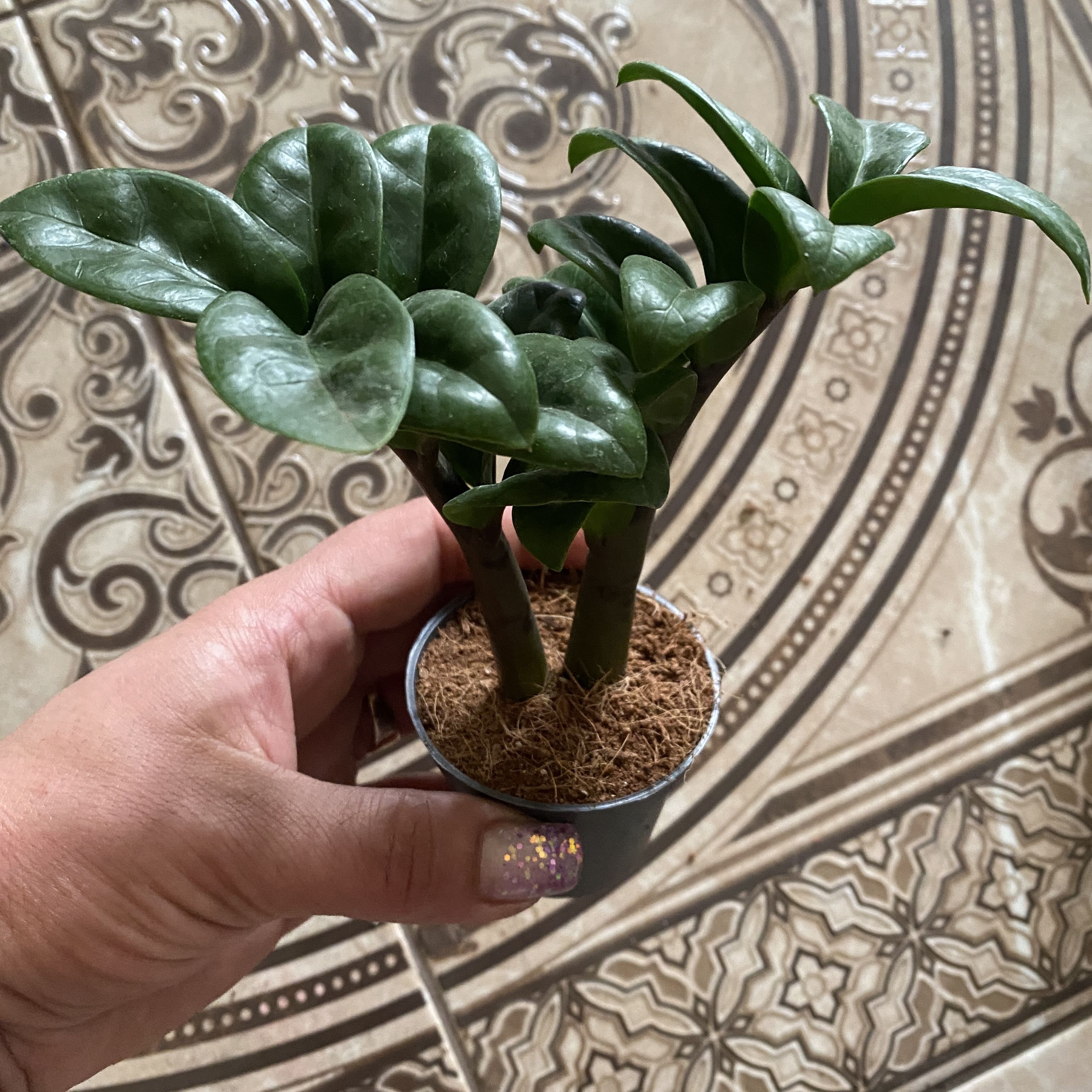 ЗамиокулькасЗензи