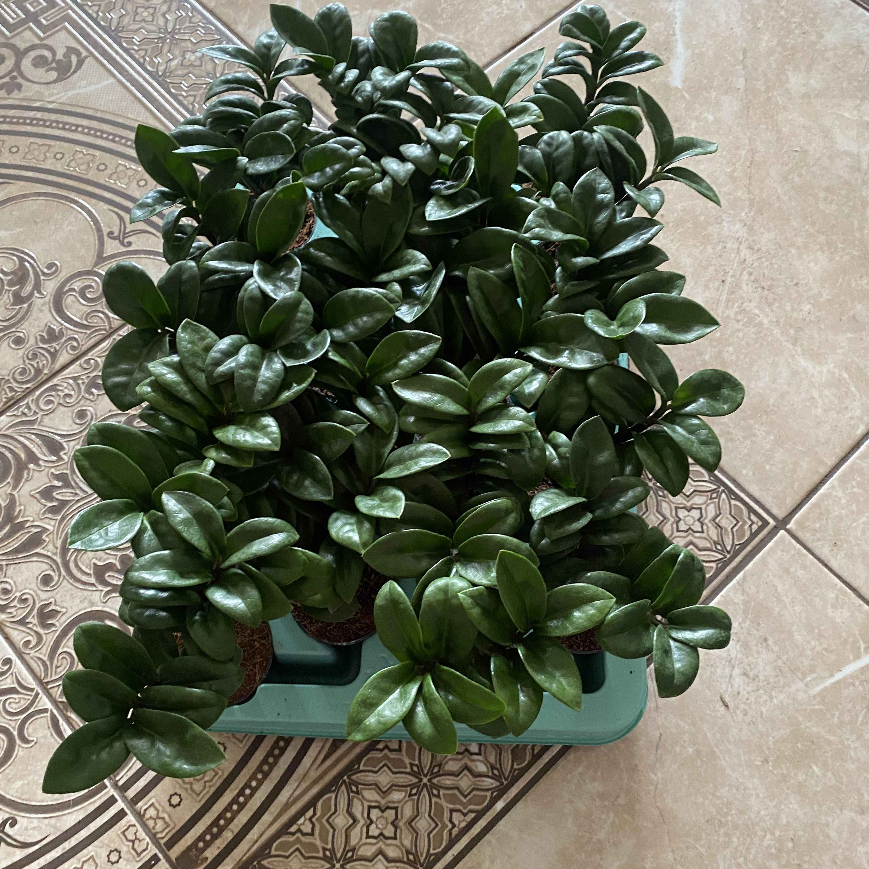 ЗамиокулькасЗензи