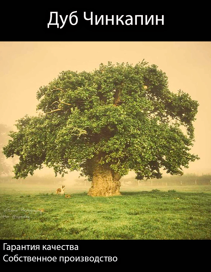 ДубЧинкапинсаженец