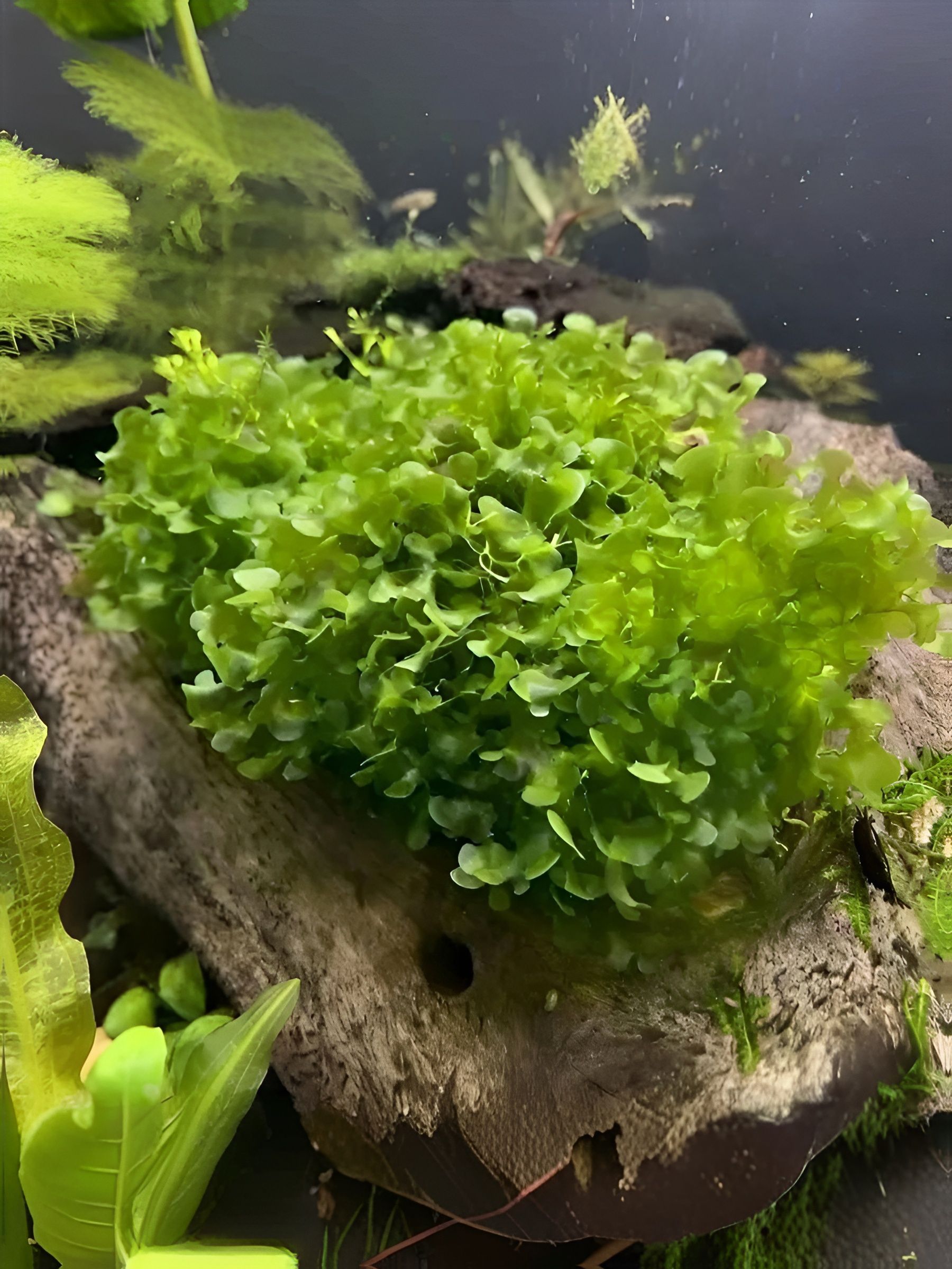 ЖивоерастениедляаквариумаитеррариумаМохЛомариопсисЛинеата3грамм