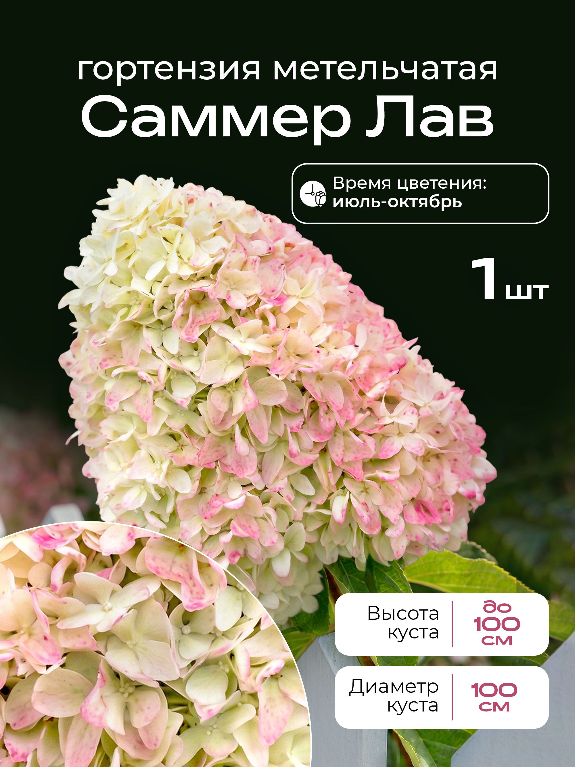 СаженецСаммерЛавгортензияметельчатая