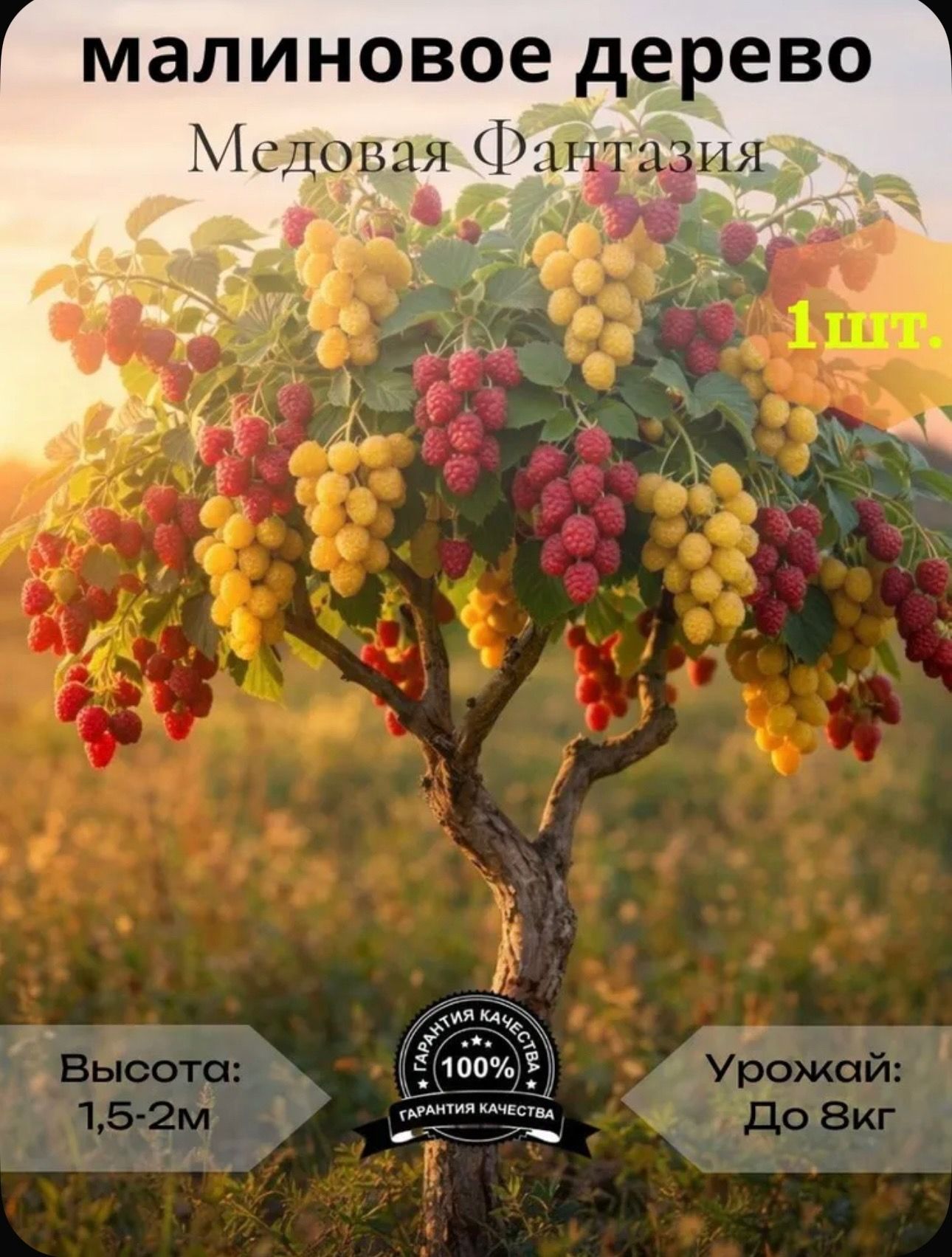 Малиновоедерево,сорт-МедоваяФантазия,саженец1шт.