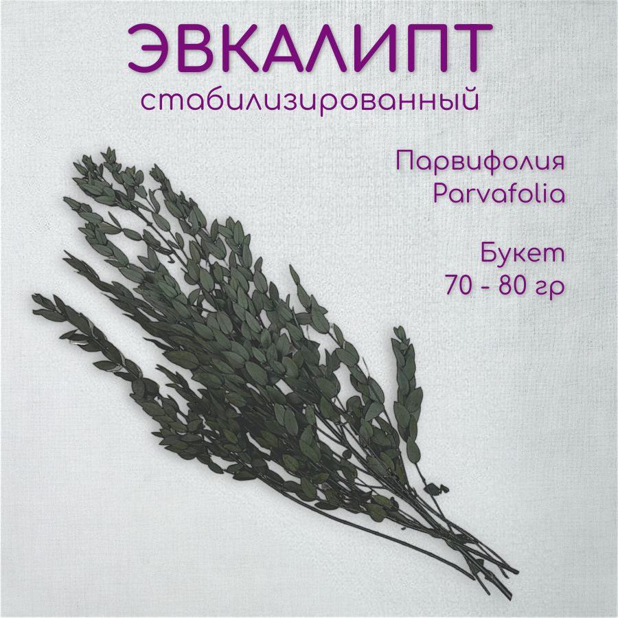 Эвкалипт Парвифолия стабилизированный Verdissimo сухоцветы для декора букет h 70-80 см 80гр  #1