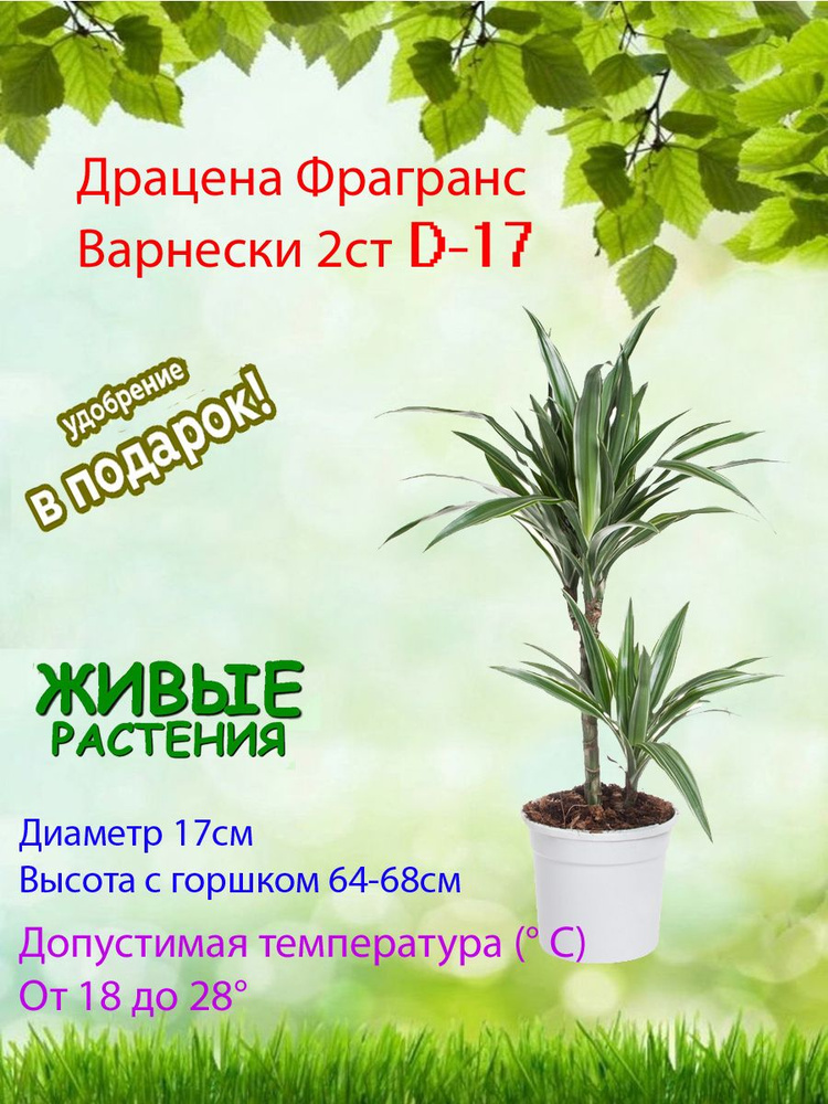 Комнатные растения, цвет Драцена Фрагранс Варнески 2 ст D-17, 17 см, 1 шт  #1