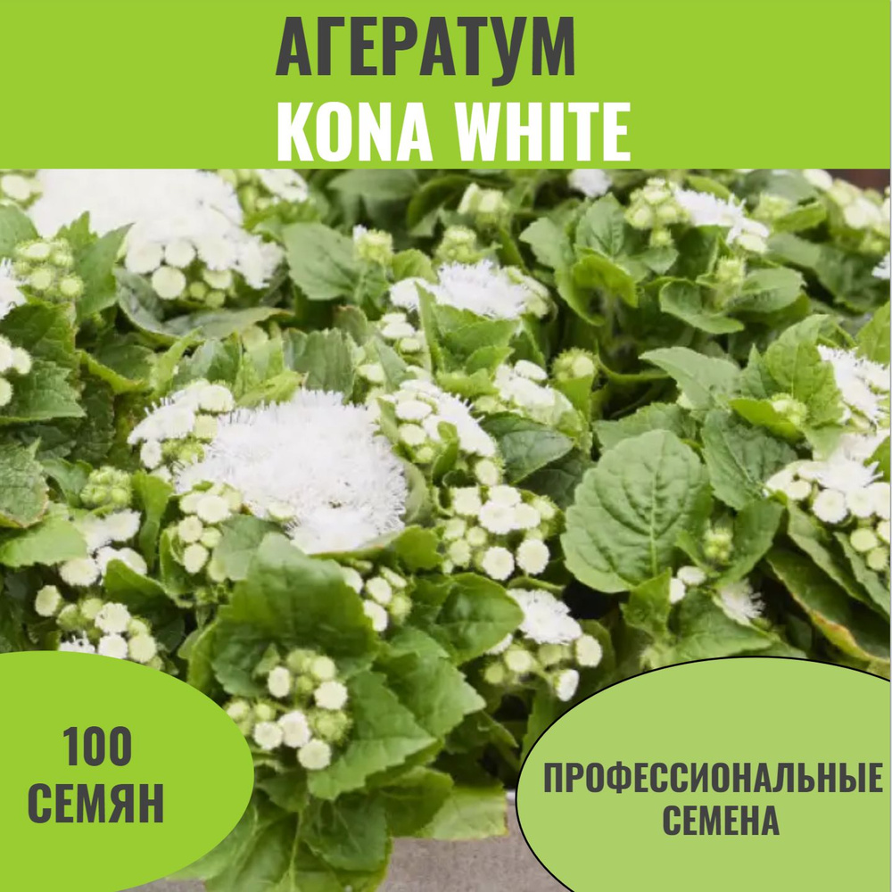 Агератум мексиканский Kona (белый), профессиональные семена, 100 шт.  #1