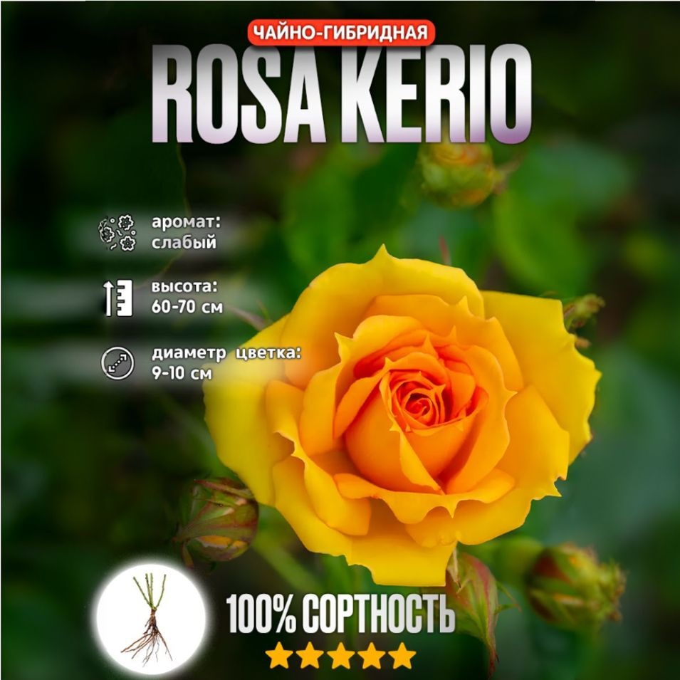 Роза Чайно-Гибридная Kerio, Саженец розы #1