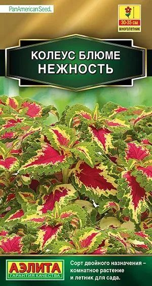 Семена Колеус блюме Нежность (5 семян) - Агрофирма Аэлита  #1