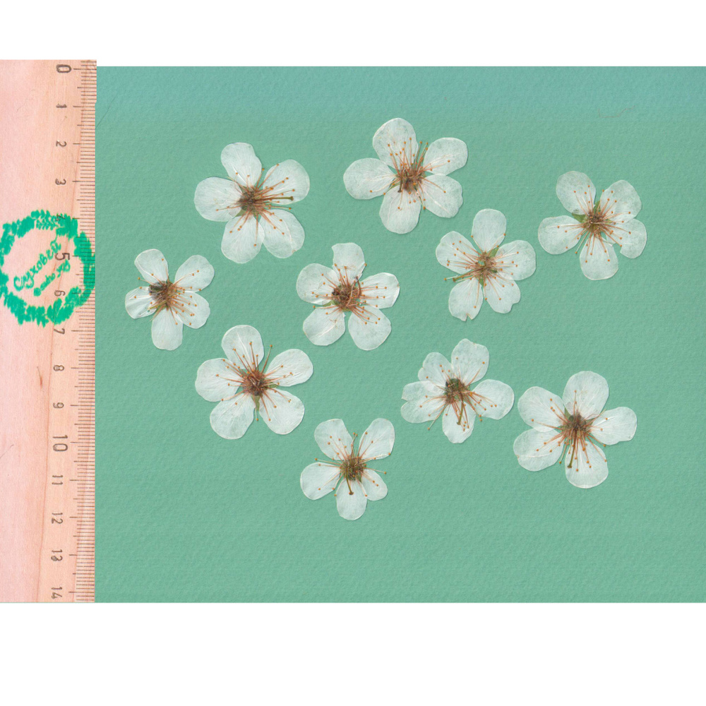 Плоские сухоцветы - Вишня, цветы для заливки смолой и рукоделия, 10 шт  #1