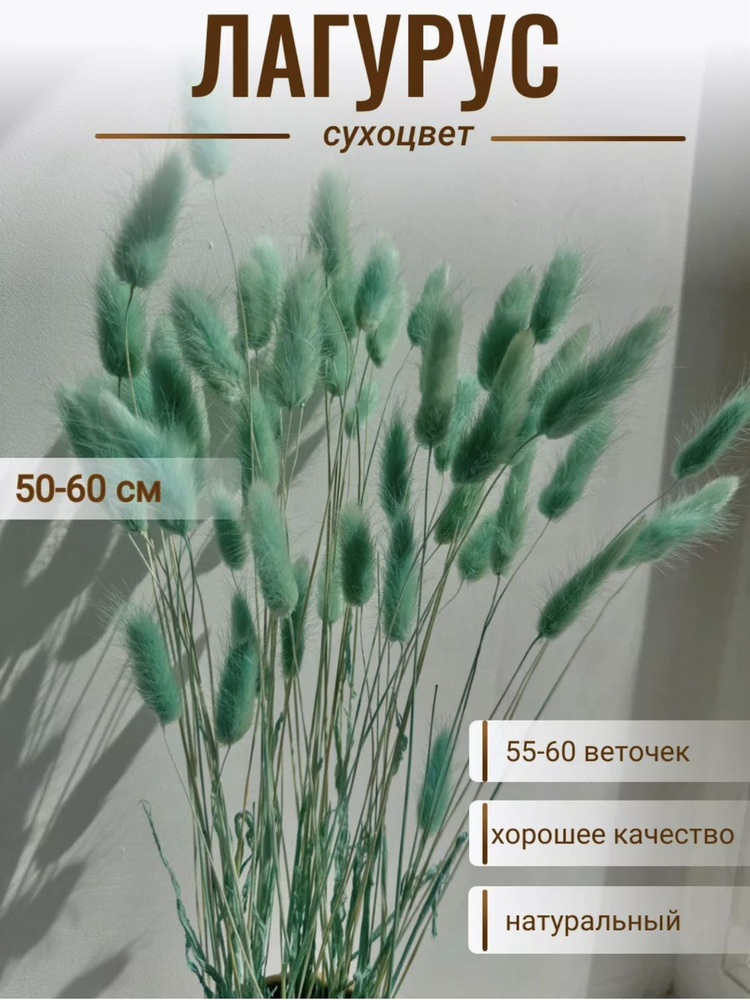 CRISPA FLOWERS Сухоцветы Лагурус, 60 см, 55 шт #1