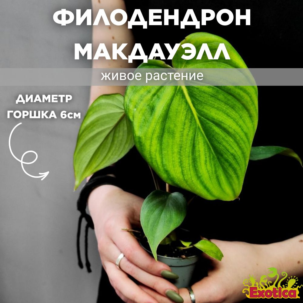 Филодендрон Макдауэлл (Philodendron McDowell) D6см #1