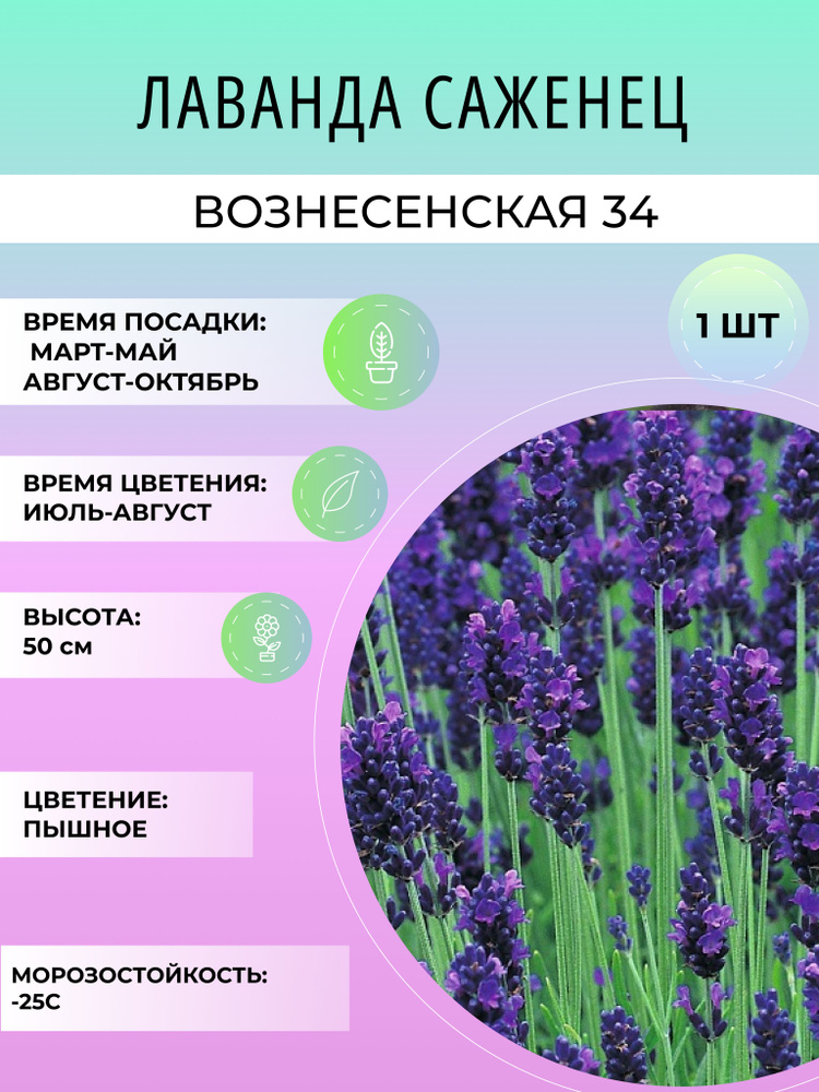 Саженцы цветов Вознесенская 34 лаванды многолетней, широколистная и узколистная, морозостойкие сорта #1