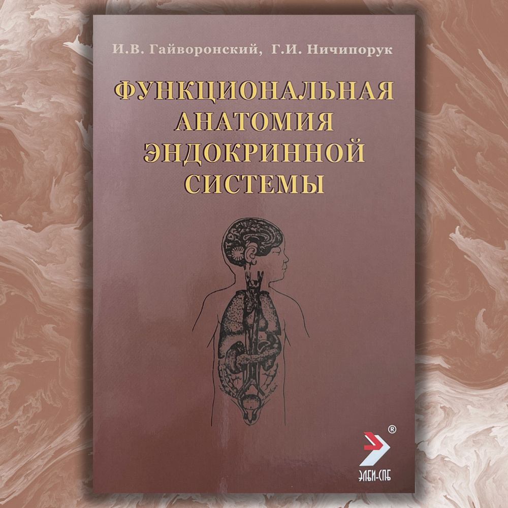 Функциональная анатомия эндокринной системы #1