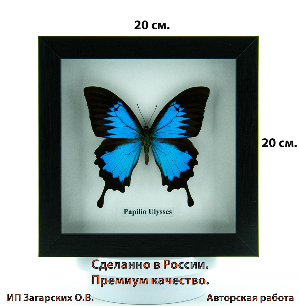 Бабочка в рамке Papilio Ulysses (Парусник Улисс). 20*20*3.6 Индонезия  #1