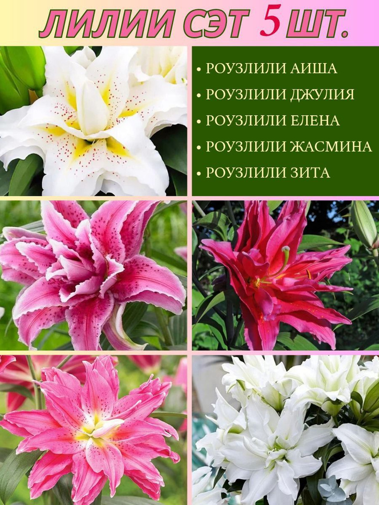 Magic Blooming Garden Луковицы,0.2кг #1