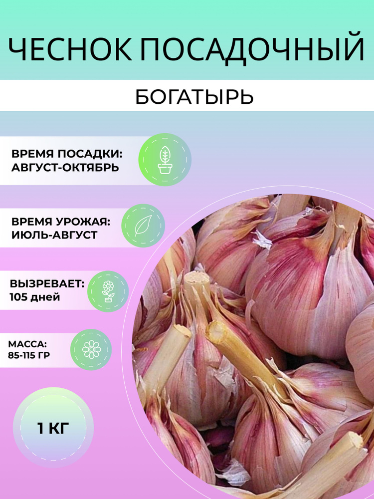 Чеснок Богатырь посадочный озимый 1 кг #1