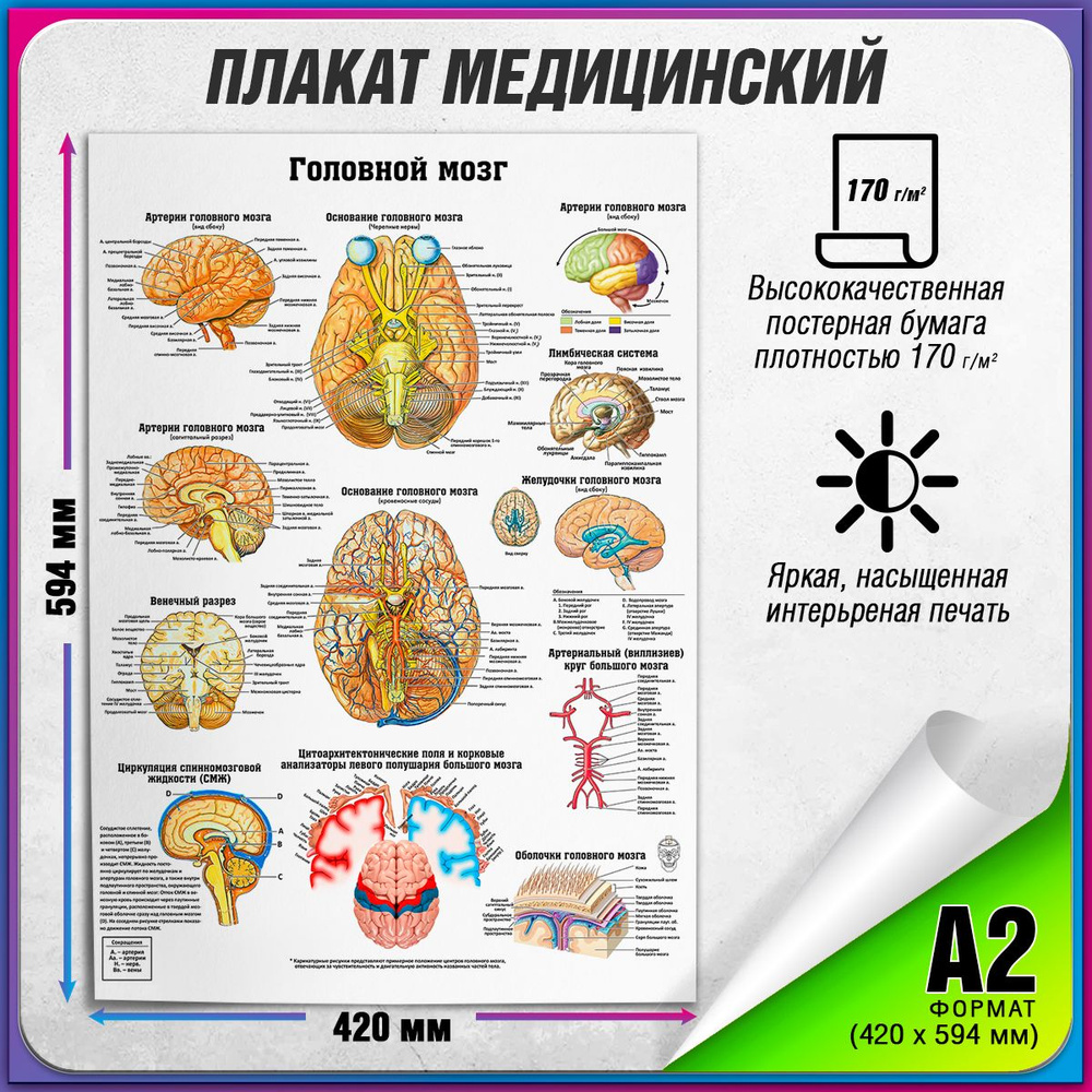 Информационный медицинский плакат "Головной мозг" / А-2 (42x60 см.)  #1