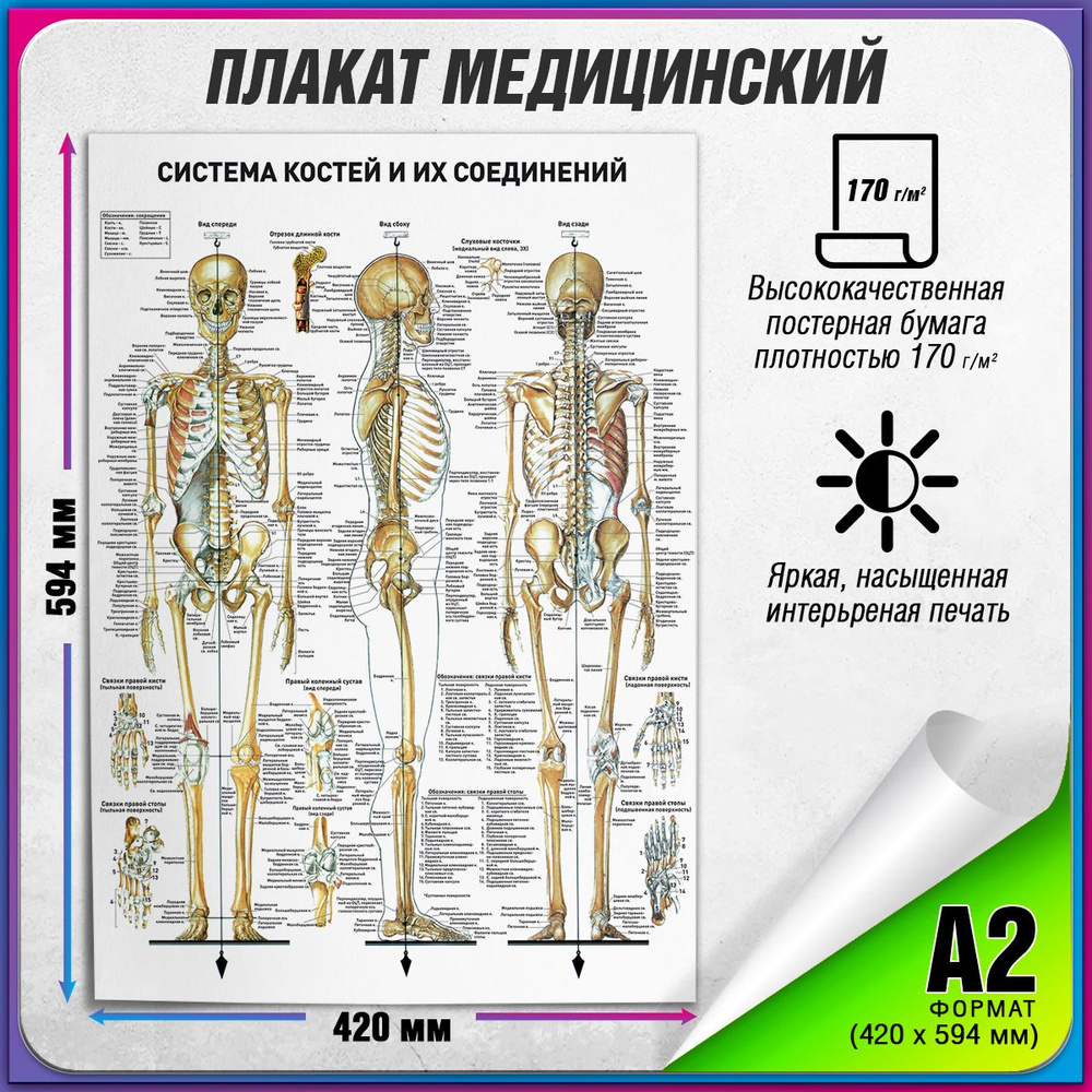 Информационный медицинский плакат "Кости человека" / А-2 (42x60 см.)  #1