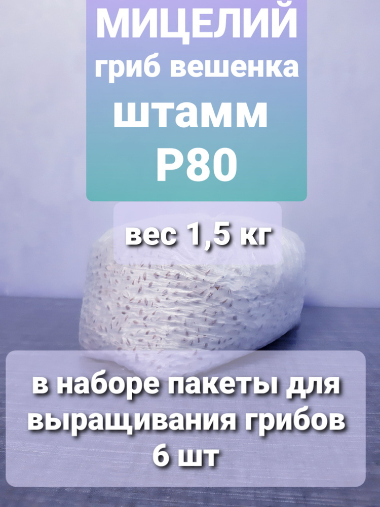 Мицелий зерновой гриб ВЕШЕНКА, штамм Р80, 1,5 кг. Пакеты для выращивания грибов в комплекте  #1