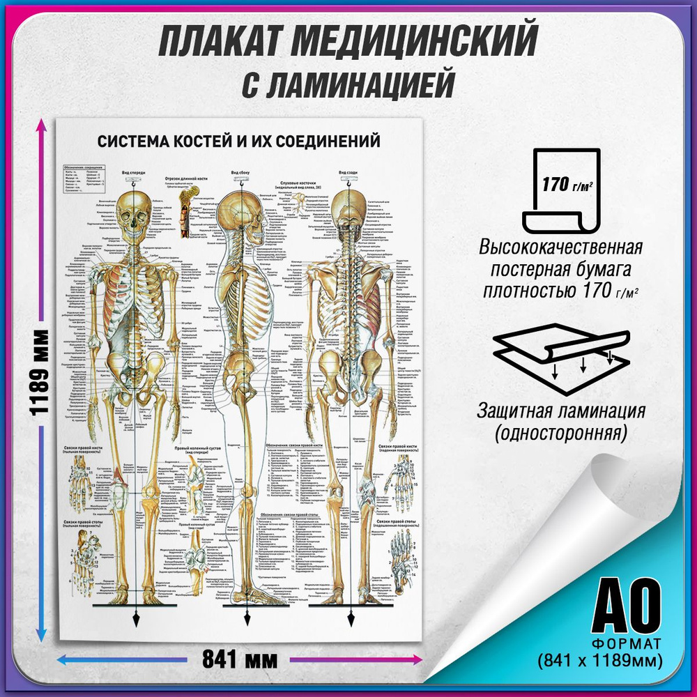 Информационный медицинский плакат "Система костей и их соединений" / ламинированный / А-0 (84x119 см.) #1