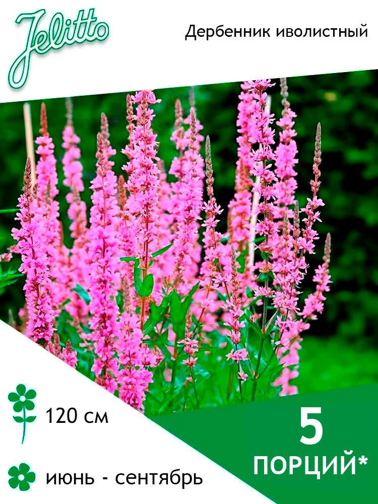 Семена Jelitto Дербенник иволистный (LYTHRUM salicaria) 5 порций #1