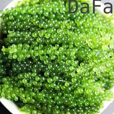 ZМорскойвиноградУмиБудо,SeaView,100г.Всоусе.