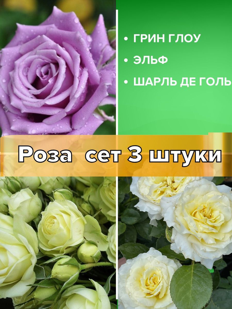 Розы саженцы, сет 3 штуки #1