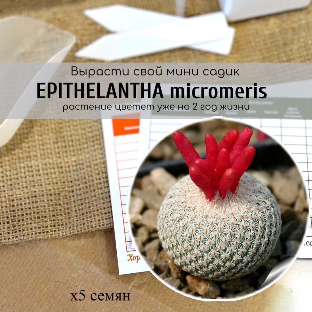 Семена кактуса Epithelantha micromeris / Эпителанта от Бюро семян #1