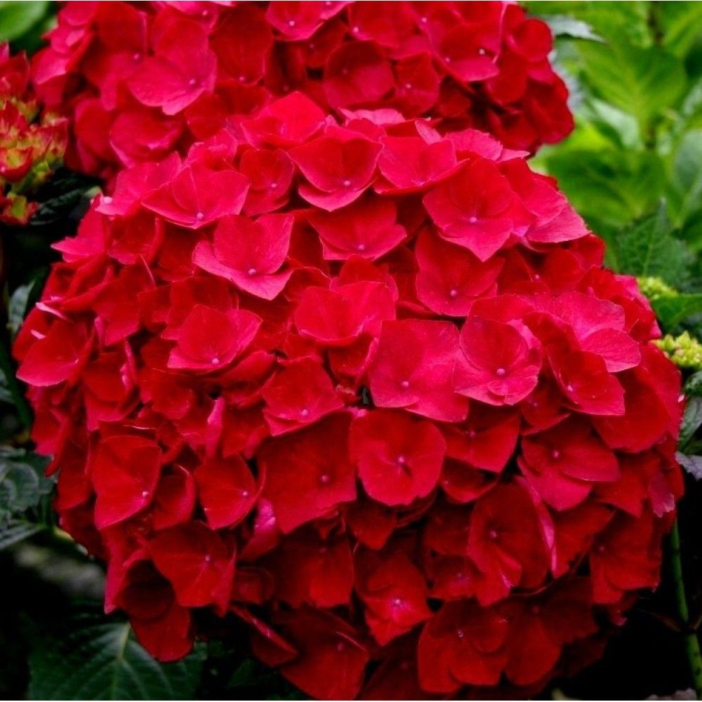 Гортензия крупнолистная Ред Энджел - Hydrangea macrophylla Red Angel (саженец ЗКС - контейнер 0,5 л) #1