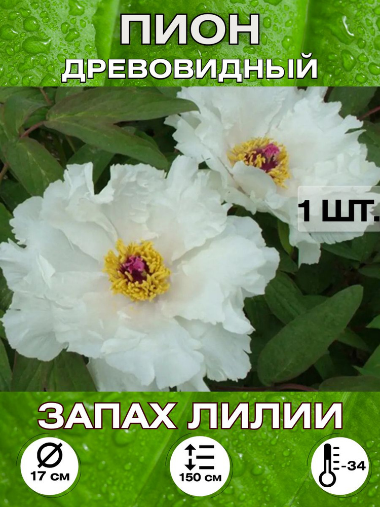 Magic Blooming Garden Семена ,1шт #1