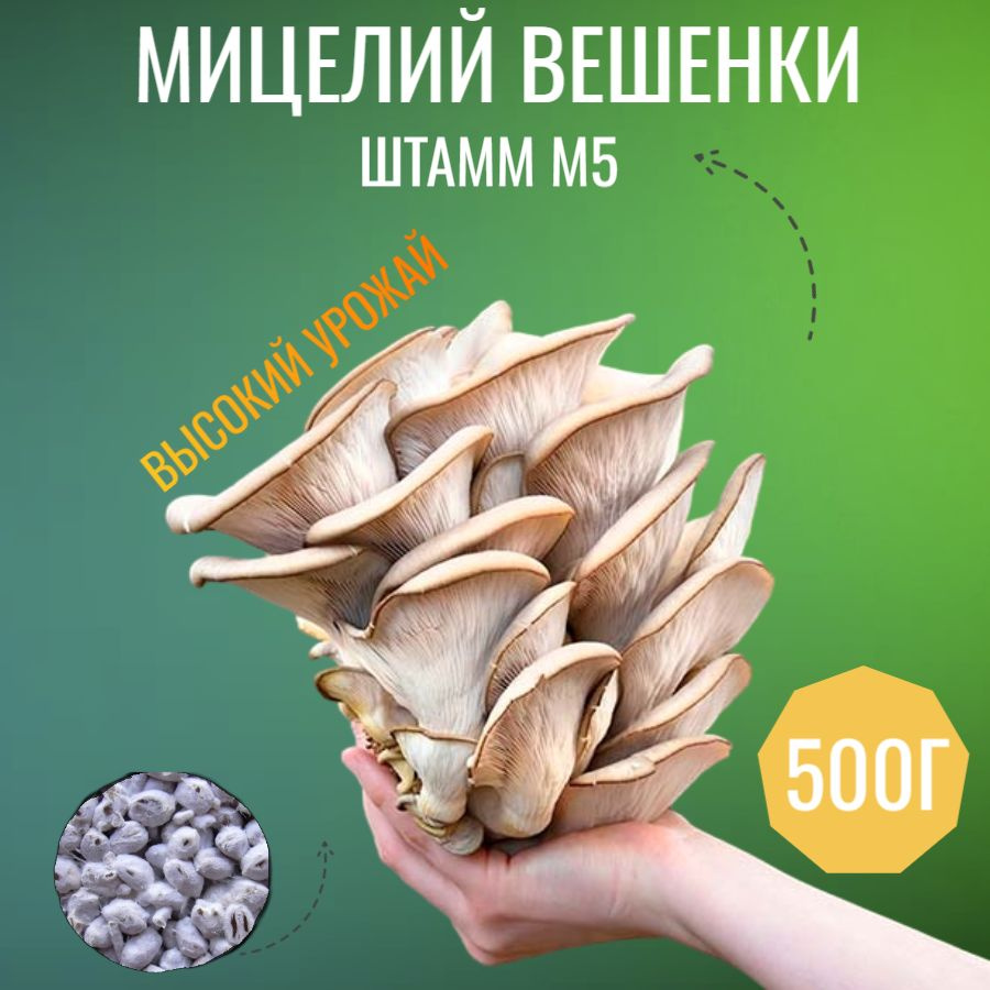 Мицелий грибов вешенка зерновой (штамм M5) - 500 гр #1