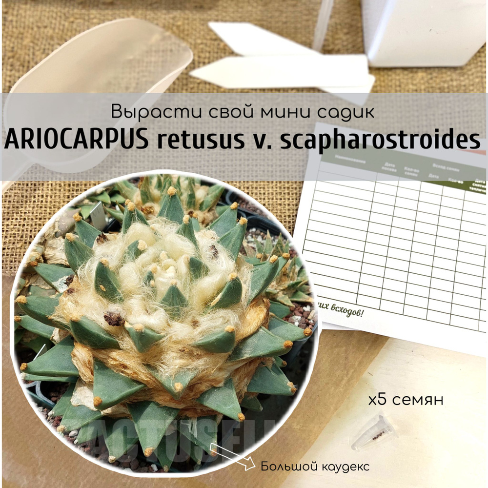 Семена кактуса Ariocarpus retusus v. scapharostroides / Ариокарпус Притупленный Скафаростройдес от Бюро #1